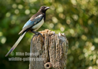 Magpie on a gatepost - #GB154