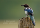 Magpie on a gatepost - #GB153