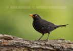 Male Blackbird - #GB152