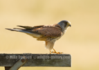 Male Kestrel - #RA067