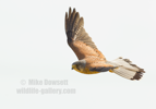 Male Kestrel in flight - #RA068