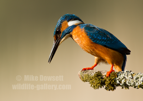 Kingfisher about to dive - #KF139