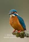 Kingfisher Portrait - #KF138