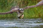 The incredible launch of an Osprey as it leaves the loch with a fish