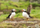 Pair of Puffins at their burrow - #PF004