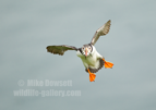 Puffin in flight with sandeels - #PF017
