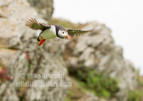 Puffin in flight diving from the cliff - #PF018
