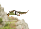 Puffin in flight diving from the cliff - #PF005