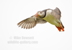 Puffin in flight - #PF011