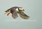 Puffin in flight - #PF002