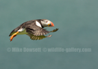 Puffin in flight - #PF009
