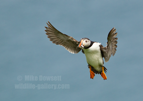 Puffin in flight with sandeels - #PF014