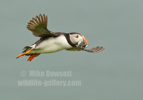 Puffin in flight with sandeels - #PF013