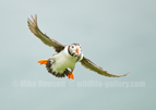 Puffin in flight with sandeels - #PF008