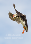 Puffin in flight with sandeels - #PF010