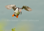 Puffin in flight with sandeels - #PF001
