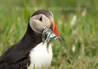 Puffin with 12 sandeels in its beak - #PF003