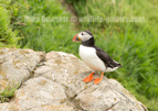 Classic Puffin on the cliff edge - #PF016