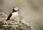Classic Puffin on the cliff edge - #PF006