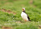 Puffin with its beak wide open - #PF015