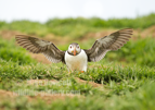 Puffin drying its wings ready for another flight - #PF007