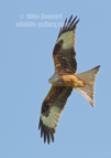 Red Kite in flight - #RK015