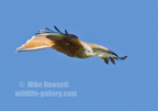 Red Kite in flight - #RK014