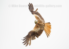 Red Kite in flight - #RK008