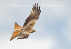 Red Kite in flight - #RK002