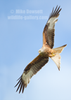 Red Kite in flight - #RK007