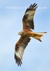 Red Kite in flight - #RK006