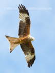 Red Kite in flight - #RK005