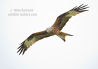 Red Kite in flight - #RK012