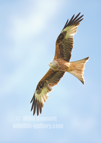 Red Kite in flight - #RK011