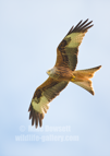 Red Kite in flight - #RK010