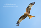 Red Kite in flight - #RK009