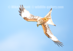 Red Kite in flight (twisting into a dive) - #RK004