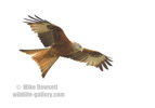 Red Kite in flight - #RK023