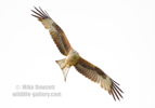 Red Kite in flight - #RK020
