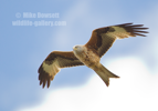 Red Kite in flight - #RK021