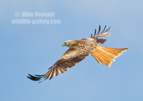 Red Kite in flight - #RK013