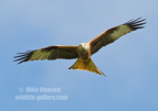 Red Kite in flight - #RK019