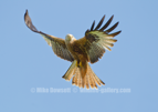 Red Kite in flight - #RK001