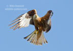 Red Kite in flight - #RK018