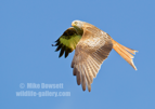 Red Kite in flight - #RK003