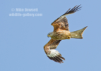 Red Kite in flight - #RK017