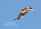 Red Kite in flight - #RK016