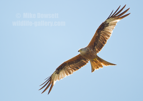 Red Kite in flight - #RK035