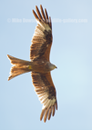 Red Kite in flight - #RK036