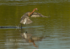 Reddish Egret - #WB092